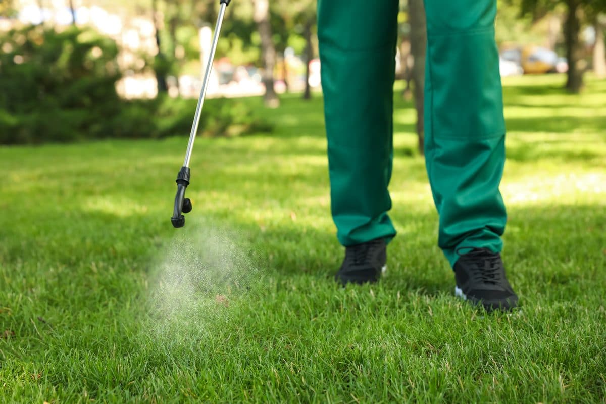 A technician spraying a green lawn